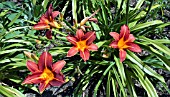 HEMEROCALLIS SP.