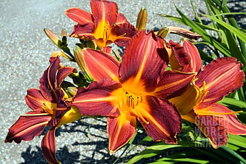 HEMEROCALLIS_SP