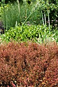 HEUCHERA FIREWORKS,  AT RHS GARDEN,  HYDE HALL.