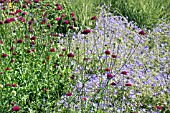 KNAUTIA MACEDONICA AT RHS GARDEN,  HYDE HALL.