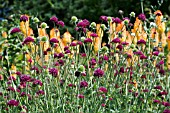 KNAUTIA MACEDONICA IN FRONT OF KNIPHOFIA TRIANGULARIS.