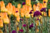 KNAUTIA MACEDONICA IN FRONT OF KNIPHOFIA TRIANGULARIS