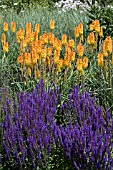 SALVIA X SYLVESTRIS MAINACHT,  WITH KNIPHOFIA TRIANGULARIS BEHIND,  AT RHS GARDEN,  HYDE HALL.