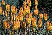 KNIPHOFIA TRIANGULARIS. RED HOT POKER.