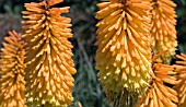 KNIPHOFIA TRIANGULARIS. RED HOT POKER.