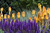 SALVIA X SYLVESTRIS MAINACHT,  WITH KNIPHOFIA TRIANGULARIS.