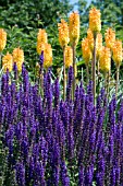 SALVIA X SYLVESTRIS MAINACHT,  WITH KNIPHOFIA TRIANGULARIS.