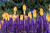 SALVIA X SYLVESTRIS MAINACHT,  WITH KNIPHOFIA TRIANGULARIS.