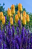 SALVIA X SYLVESTRIS MAINACHT,  WITH KNIPHOFIA TRIANGULARIS.