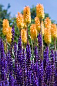 SALVIA X SYLVESTRIS MAINACHT,  WITH KNIPHOFIA TRIANGULARIS.