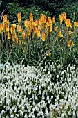 SALVIA X SYLVESTRIS SCHNEEHUGEL. WITH  KNIPHOFIA TRIANGULARIS BEHIND. AT RHS GARDEN,  HYDE HALL.