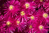 LAMPRANTHUS SPECTABILIS,  JUNE.