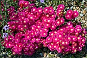 LAMPRANTHUS SPECTABILIS.