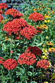 LYCHNIS CHALCEDONICA.