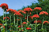 LYCHNIS CHALCEDONICA.