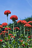 LYCHNIS CHALCEDONICA.