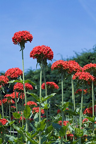 LYCHNIS_CHALCEDONICA