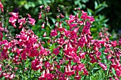 PENSTEMON SCHOENHOLZERI.