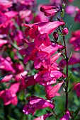 PENSTEMON SCHOENHOLZERI.