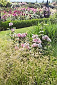 DESCHAMPSIA CESPITOSA GOLDGEHANGE IN FRONT OF ROSA MARINETTE AUSCAM  AT RHS GARDEN,  HYDE HALL. BEHIND IS THE FORMAL ROSE GARDEN.