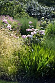 DESCHAMPSIA CESPITOSA GOLDGEHANGE AND AGAPANTHUS BLUE BIRDFOLIAGE IN FRONT OF ROSA MARINETTE AUSCAM. AT RHS GARDEN,  HYDE HALL.