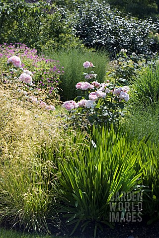 DESCHAMPSIA_CESPITOSA_GOLDGEHANGE_AND_AGAPANTHUS_BLUE_BIRDFOLIAGE_IN_FRONT_OF_ROSA_MARINETTE_AUSCAM_