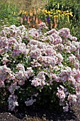 ROSA BALLERINA IN A BORDER EDGED WITH LAWN. AT RHS GARDEN,  HYDE HALL.