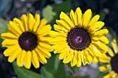 RUDBECKIA TOTO LEMON.