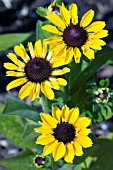 RUDBECKIA TOTO LEMON.