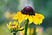 RUDBECKIA TOTO LEMON.