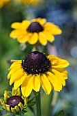 RUDBECKIA TOTO LEMON.