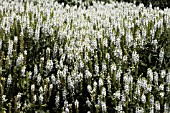 SALVIA X SYLVESTRIS SCHNEEHUGEL.