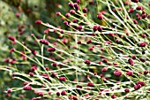 SANGUISORBA OFFICINALIS MARTINS MULBERRY.