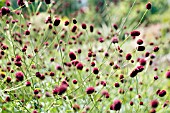 SANGUISORBA OFFICINALIS MARTINS MULBERRY.