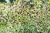 SANGUISORBA OFFICINALIS MARTINS MULBERRY