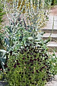 SCABIOSA ATROPURPUREA CHILE BLACK SOMETIMES CALLED THE ACE OF SPADES.  DEEP CLARET PURPLE FLOWER HEADS WITH GREY GREEN LEAVES. BEHIND IS A VERBASCUM ADDING A NICE CONTRAST.