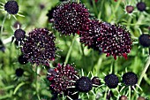 SCABIOSA ATROPURPUREA CHILE BLACK SOMETIMES CALLED THE ACE OF SPADES.  DEEP CLARET PURPLE FLOWER HEADS WITH GREY GREEN LEAVES.