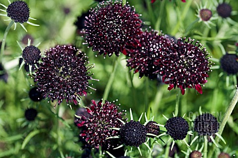 SCABIOSA_ATROPURPUREA_CHILE_BLACK_SOMETIMES_CALLED_THE_ACE_OF_SPADES__DEEP_CLARET_PURPLE_FLOWER_HEAD