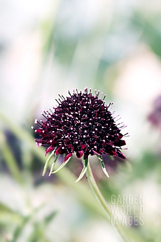 SCABIOSA_ATROPURPUREA_CHILE_BLACK_SOMETIMES_CALLED_THE_ACE_OF_SPADES__DEEP_CLARET_PURPLE_FLOWER_HEAD