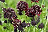 SCABIOSA ATROPURPUREA CHILE BLACK SOMETIMES CALLED THE ACE OF SPADES.  DEEP CLARET PURPLE FLOWER HEADS WITH GREY GREEN LEAVES.