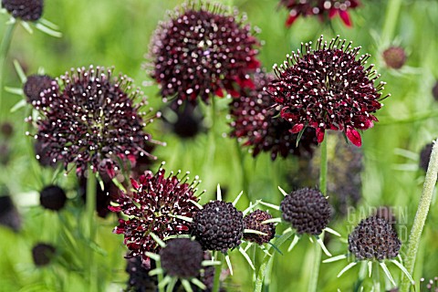 SCABIOSA_ATROPURPUREA_CHILE_BLACK_SOMETIMES_CALLED_THE_ACE_OF_SPADES__DEEP_CLARET_PURPLE_FLOWER_HEAD