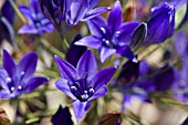 TRITELEIA LAXA KONINGIN FABIOLA