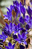 TRITELEIA LAXA KONINGIN FABIOLA