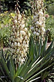 YUCCA FLACCIDA,  WITH HANGING WHITE FLOWERS AT RHS GARDEN HYDE HALL.