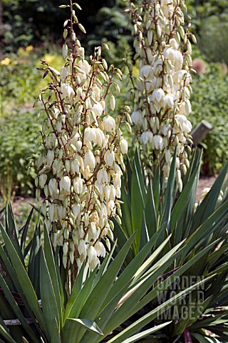 YUCCA_FLACCIDA__WITH_HANGING_WHITE_FLOWERS_AT_RHS_GARDEN_HYDE_HALL