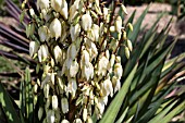 YUCCA FLACCIDA