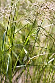 DESCHAMPSIA CESPITOSA BRONZESCHLEIER,   TUSSOCK GRASS.