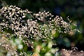 DESCHAMPSIA CESPITOSA BRONZESCHLEIER.,   TUSSOCK GRASS.