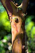 ARBUTUS,  ANDRACHNOIDES SHOWING THE ATTRACTIVE BARK.