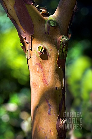 ARBUTUS__ANDRACHNOIDES_SHOWING_THE_ATTRACTIVE_BARK